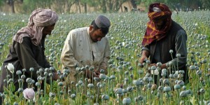 Afghanistan Opium
