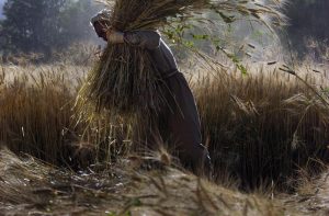 A farmer gathers wheat in Bamyan, Afghanistan.