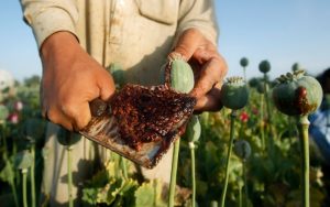 Afghan-Poppy-Crop-Hits-Record-High