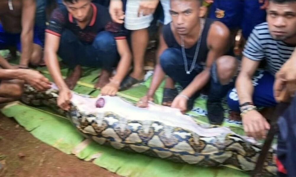 Missing Indonesian Womans Body Found Inside A Python Ariana News