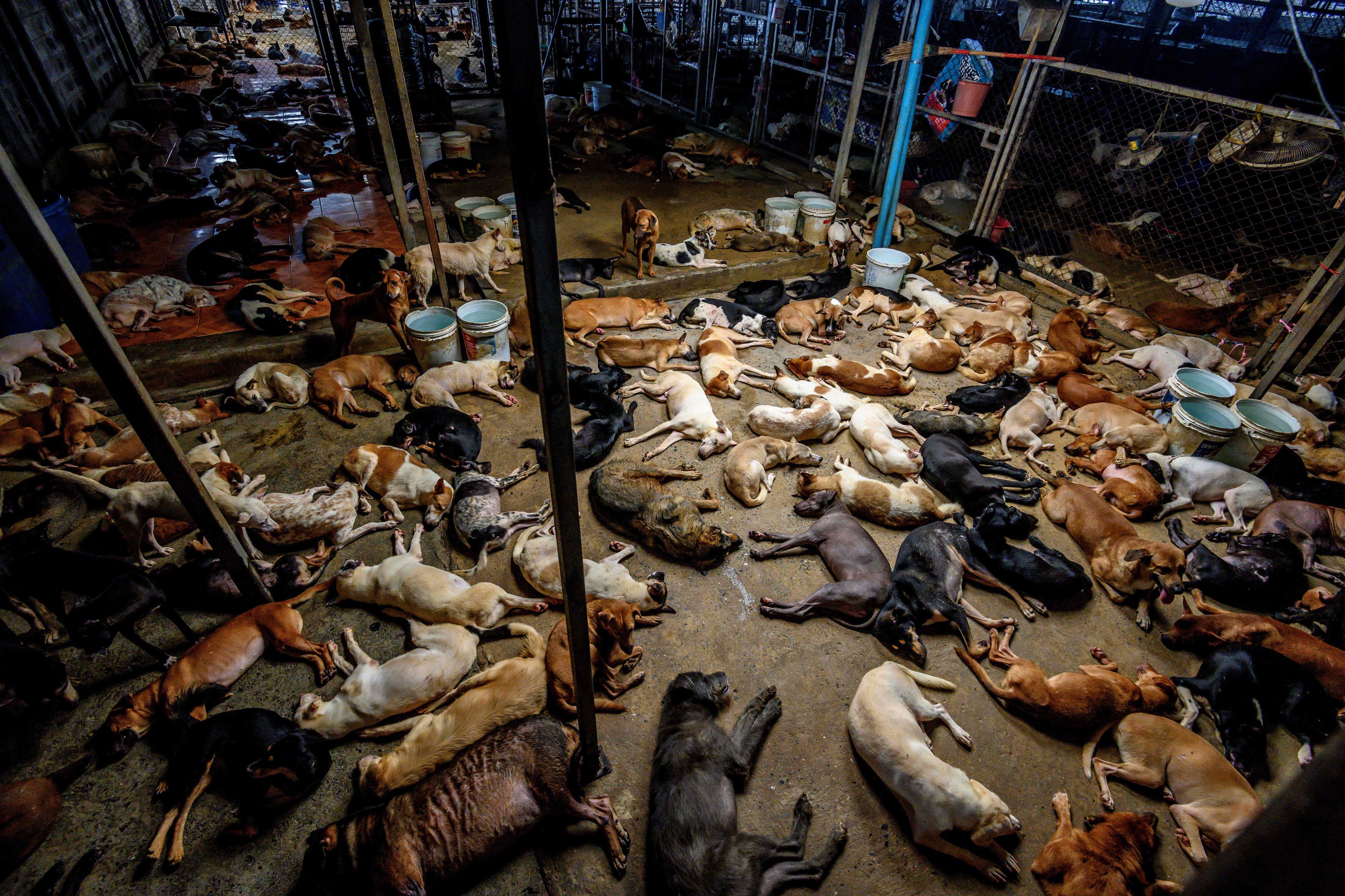 پناهگاه سگها در بانکوک