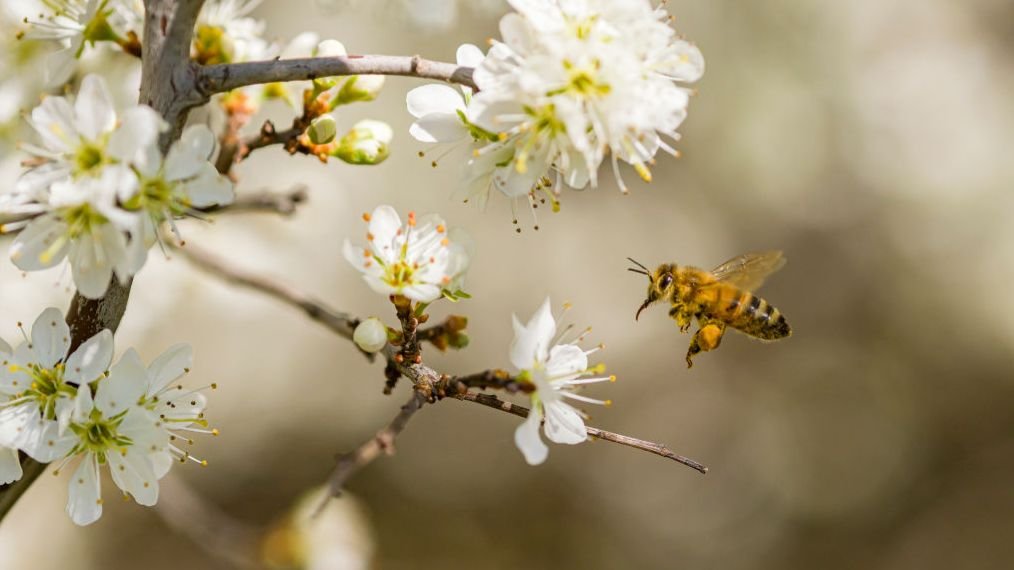 تولید عسل افغانستان به بیشتر از دو هزار تن رسیده ولی ظرفیت تولید به گفته مسئولین 11 هزار تن عسل است