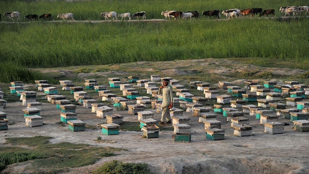 اکنون صندوق‌های زنبور عسل را در گوشته و کنار افغانستان می‌توان دید