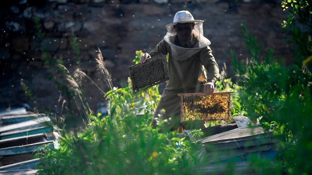 صنعت زنبورداری افغانستان در حال رونق است